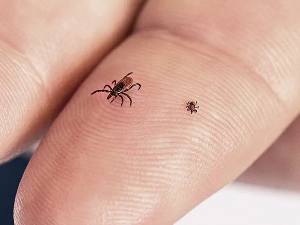 Adult and nymph tick compared for size on a fingertip, showing how small a tick bite can be